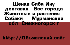 Щенки Сиба Ину доставка - Все города Животные и растения » Собаки   . Мурманская обл.,Снежногорск г.